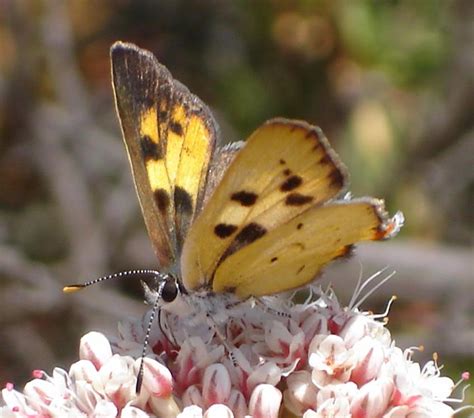 hermes butterfly|Hermes butterfly endangered species act.